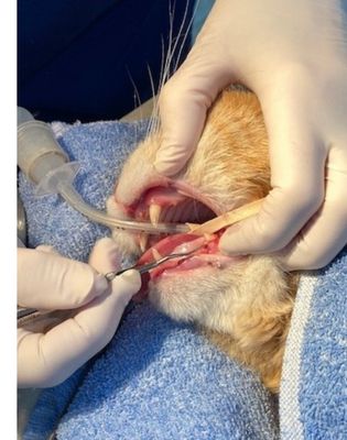 Feline dental work